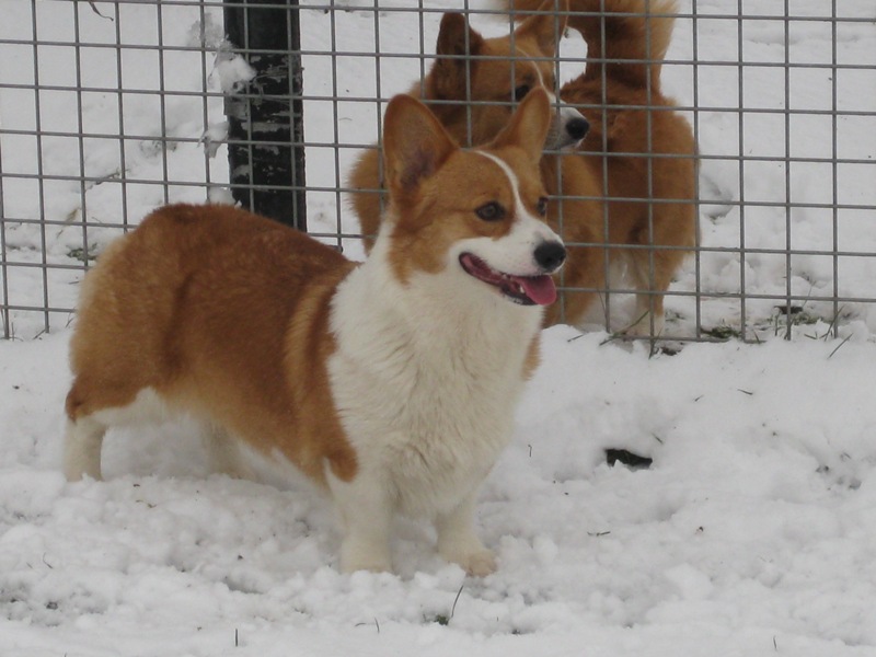 Libby